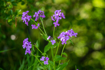 purple flowers in the forest