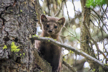 Pine Marten in the tree