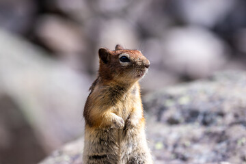 Chipmunk on lookout