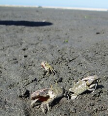 Princely Fiddler Crabs (Uca princeps)  at Lagoon Ñapique near Sechura (Piura, Peru)