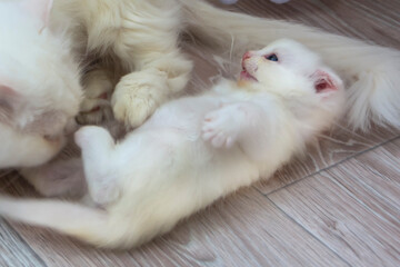 Little white kitten next to mom cat. Persian cat family at home.
