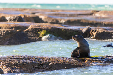 sea lion on the rocks
