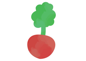 赤カブのイラスト