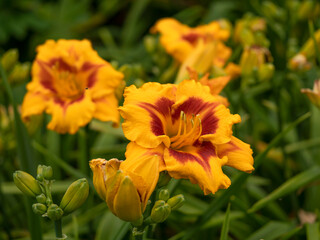 Closeup of a large yellow and orange Hemerocallis day lily blooming in a garden