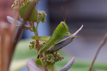 grasshopper on a leaf