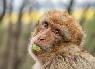 Berberaffe mit verträumtem Blick