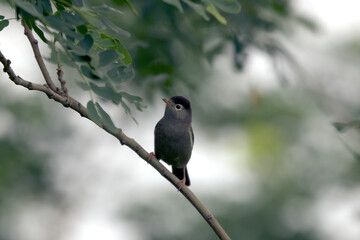 São Tomé Speirops (Zoesterops lugubris)