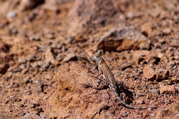 Female Elegant Earless Lizard posing on a rock on a desert trail