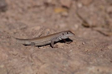 Chihuahuan Spotted Whiptail curiously perring between ridges in the mountain desert trail