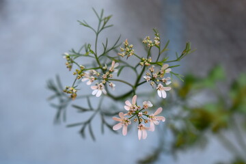 Coriander flower Leafy entirely edible herb grows 50 cm tall and produces petite whitish-pink umbels The blossoms have lacy appearance with minimal aroma Once it bolts the leaves rapidly loose flavour