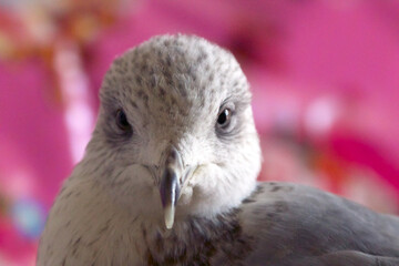 Juvenile Seagull Portrait - Rescue bird