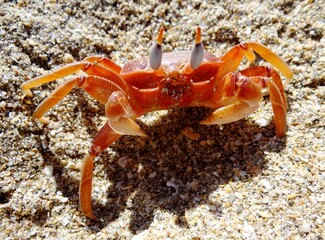 Painted ghost crab (Ocypode gaudichaudii) also called “ cart driver crab” a on the beach of Sechura (North Peru)