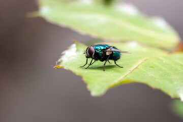The house fly (Musca domestica)