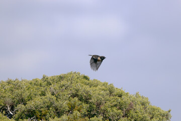 Stonechat in Flight - Sagres bird festival, Portugal