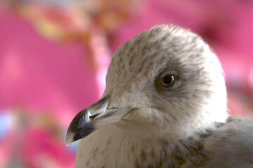 Juvenile Seagull Portrait - Rescue bird