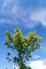 Common ice cream (Ligustrum vulgare)