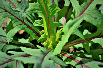 Folhas da Lactuca canadensis crescendo na horta
