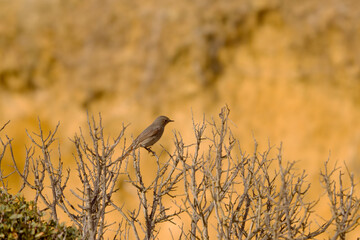 Common Nightingale perched - Sagres bird festival, Portugal
