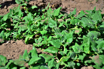 Pequena plantação de Tetragonia tetragonioides no campo