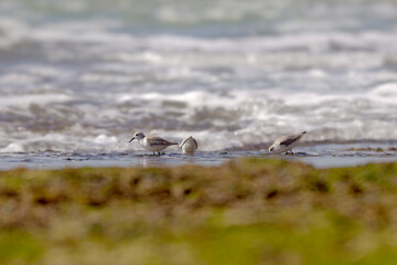 Group of little stints, foraging at the Algarve coast