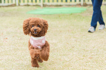 ドッグランで遊ぶトイプードル