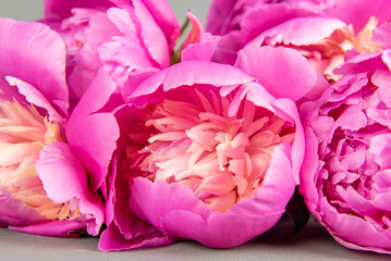 bouquet of pink peonies on a gray background. background with pink flowers. peonies on the table close-up