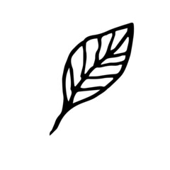 vector illustration of a leaf, black and white leaf