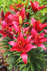 Group of red lily flowers