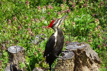 The beautiful color face woodpecker looking up something toward sky under the shiny sun,