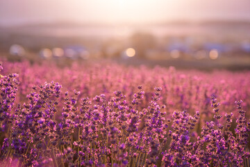 Blooming lavender field with round shiny bokeh on background. Growing lavender in the soft sunset light, blooming violet fragrant lavender flowers. Perfume ingredient, honey plant with copy space.