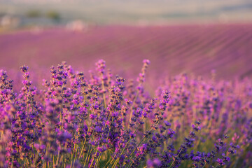Fototapeta na wymiar Blooming lavender field, even rows of flowering plants. Beautiful lavender flower field. Growing lavender, blooming violet fragrant lavender flowers. Perfume ingredient, honey plant.