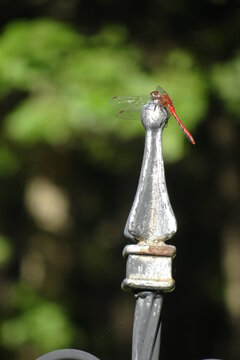 The Red Dragonfly Sitting On The Silver Metal Pole In The Park At Summer Season. Its Like Statue.