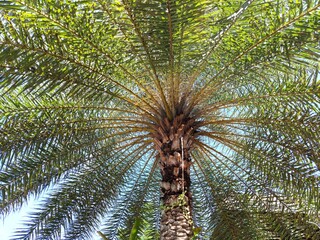 Date palm Scientific name Phoenix sylvestris. The tip is tapering. The base of the leaf is wedge shaped, the leaf is thick, hard, grayish green, pointed around the axis. The base of the leaf is yellow