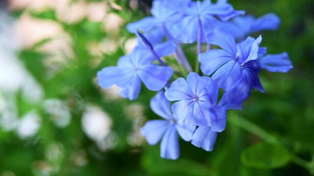 Cape leadwort flowers in the garden are moving because of the wind blowing.