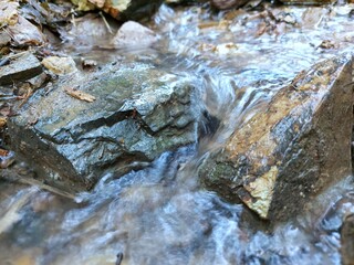A small stream flows naturally through a large forest.