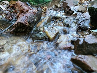 A small stream flows naturally through a large forest.