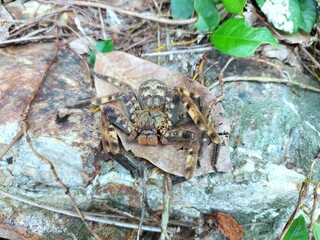 Big brown spider Climb on the dry leaves in the forest. Natural background