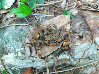 Big brown spider Climb on the dry leaves in the forest. Natural background