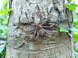 Big brown spider Climb on the dry leaves in the forest. Natural background