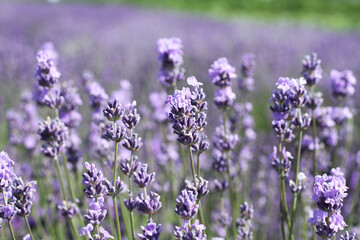 Blooming lavender flowers on the field on a sunny summer day. Closeup