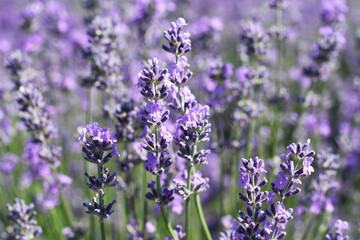 Blooming lavender flowers on the field on a sunny summer day. Closeup
