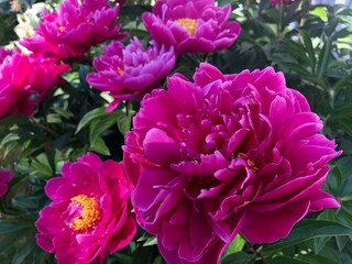 pink dahlia flowers