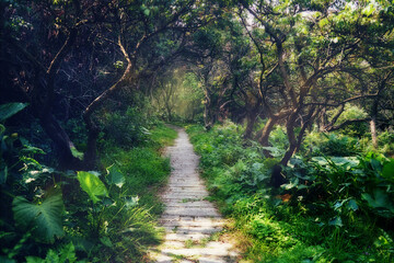 Fototapeta na wymiar Abandoned forest path, magic light. 