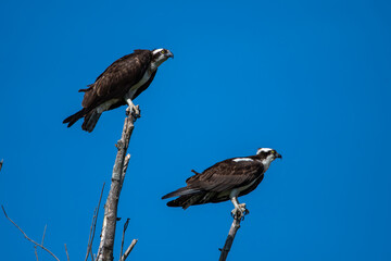 Osprey Pair Keeping Watch while Perched in Tree