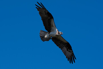 Osprey in Flight with Outstretched Wings 