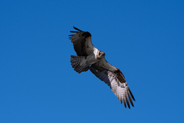 Osprey Looking at You in Flight