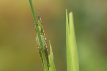grasshopper on the grass