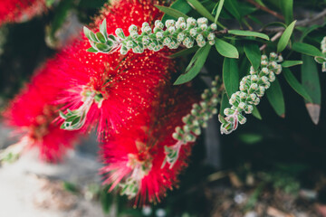 Red flowers and seed boxes on the branches of a shrub of the myrtle family