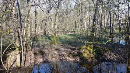 reeds in the water