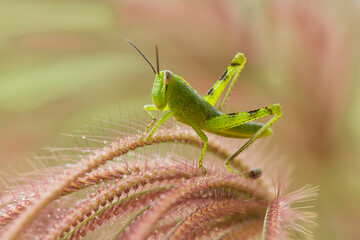 grasshopper on the grass